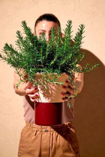 Ваза для цветов Mimosa бледно-розовый, бордовый Ø245х250 мм Ваза для цветов Mimosa бледно-розовый, бордовый Ø245х250 мм